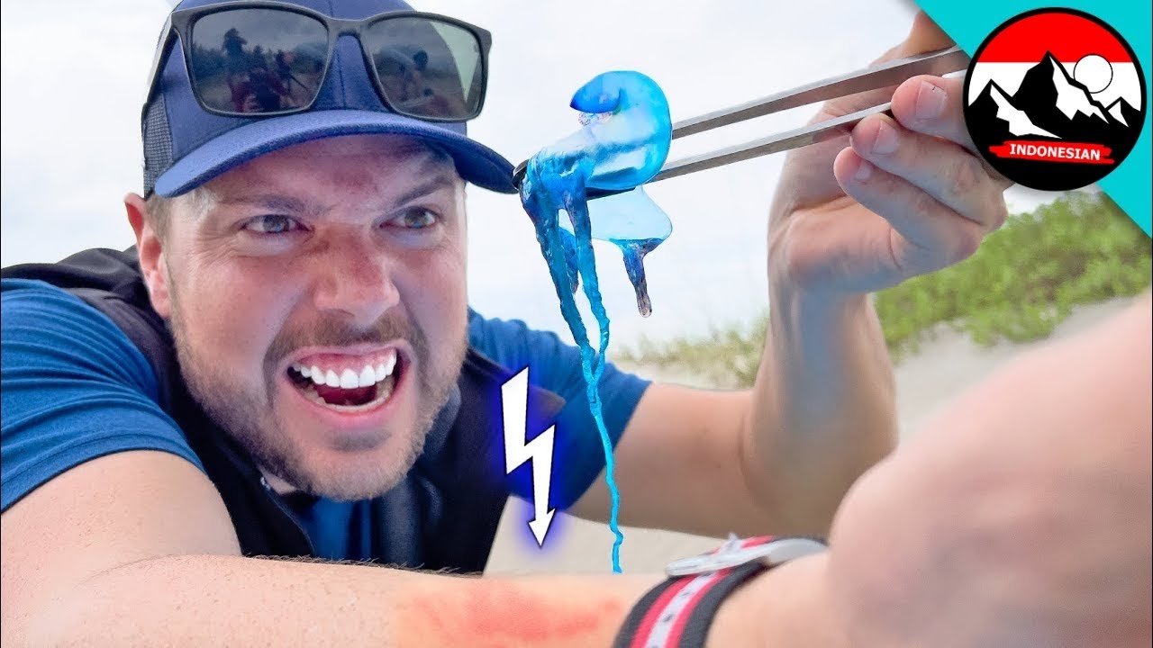 Saya tersengat UBUR-UBUR API 🪼 Menguji penawar racun! Fakta tentang binatang | Brave Wilderness