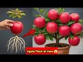 Great Technique For Planting Apple Tree From Apple Fruit, hot to growing apple tree