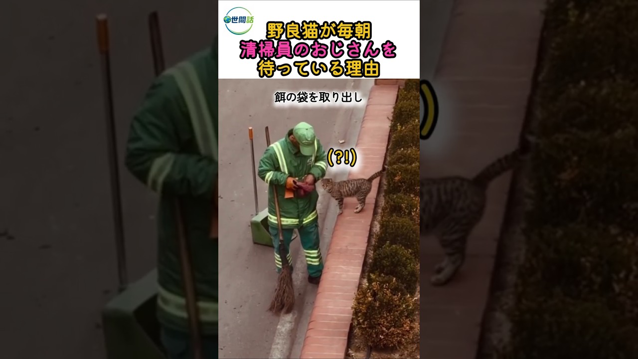 野良猫が毎朝清掃員のおじさんを待っている理由🐾