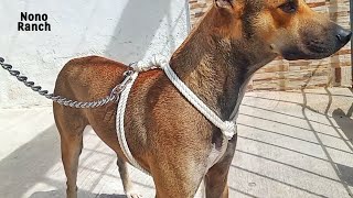 CÓMO hacer una PECHERA para PERRO