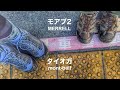 【シューズ】タイオガブーツとモアブ2｜御岳山を歩いた感想