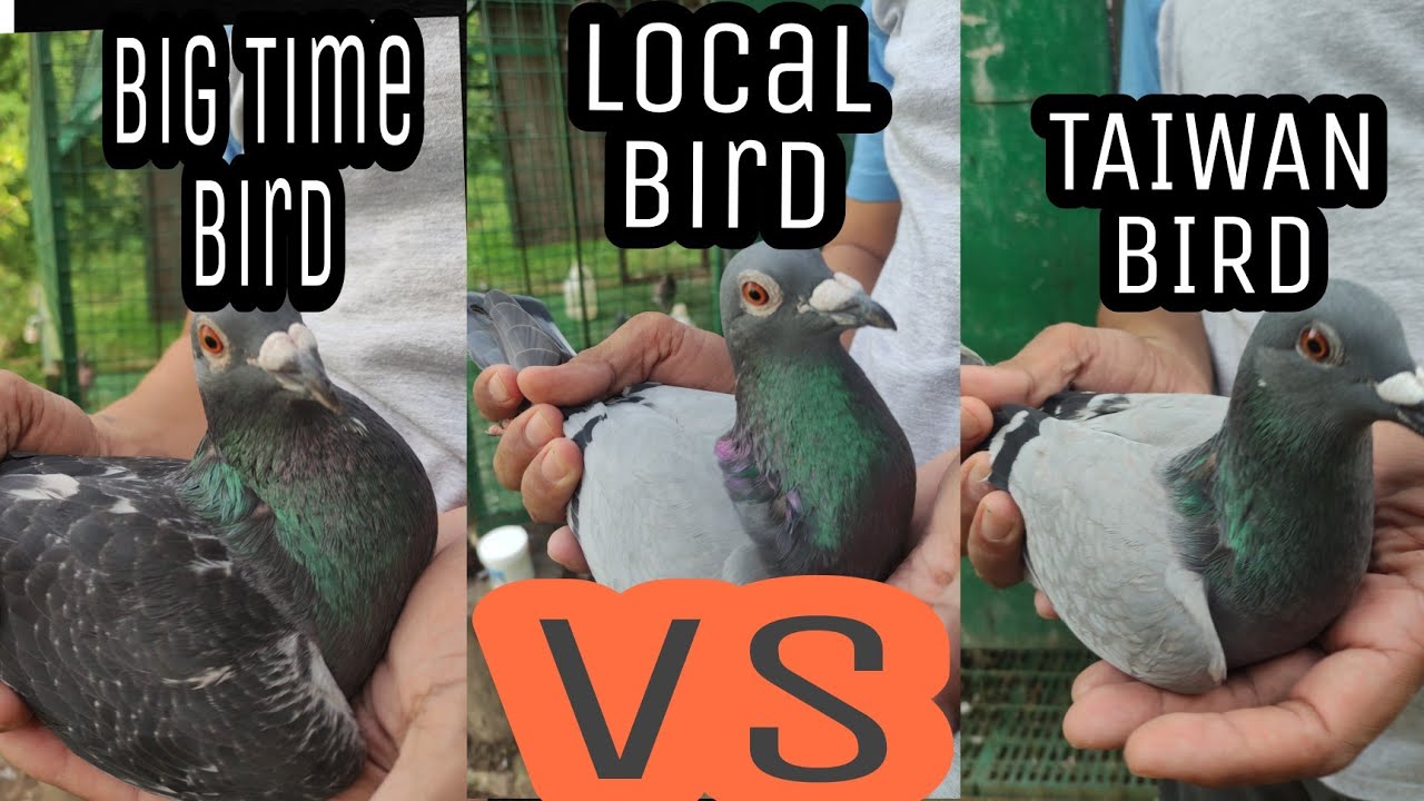 TAIWAN BIRDS, LOCAL BIRDS BA O BIG TIME BIRDS?