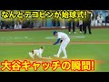 なんと愛犬デコピンが始球式に！大谷がキャッチャーの大役！現地映像