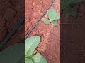 farm#agriculture#shorts natural: