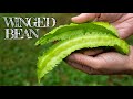 The Weirdest Bean You've Ever Seen! (Winged Bean)