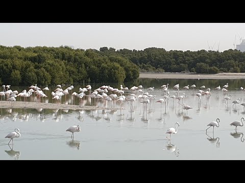 1000 Flamingos at a single place Dubai || Dubai Wildlife Sanctuary 2020 || Flamingo in Dubai