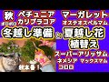 【マーガレット・スーパーアリッサム植替え】【ペチュニア・カリブラコア冬越し準備】
