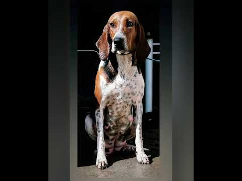 Vídeo: Raça De Cães Foxhound Inglês Hipoalergênico, Saúde E Expectativa De Vida