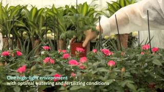 Parrot Flower Power scientific experience with Wageningen UR