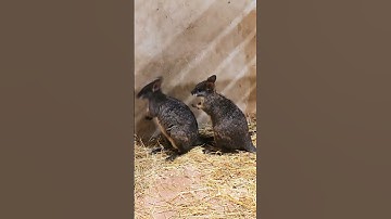Prachtige wallaby