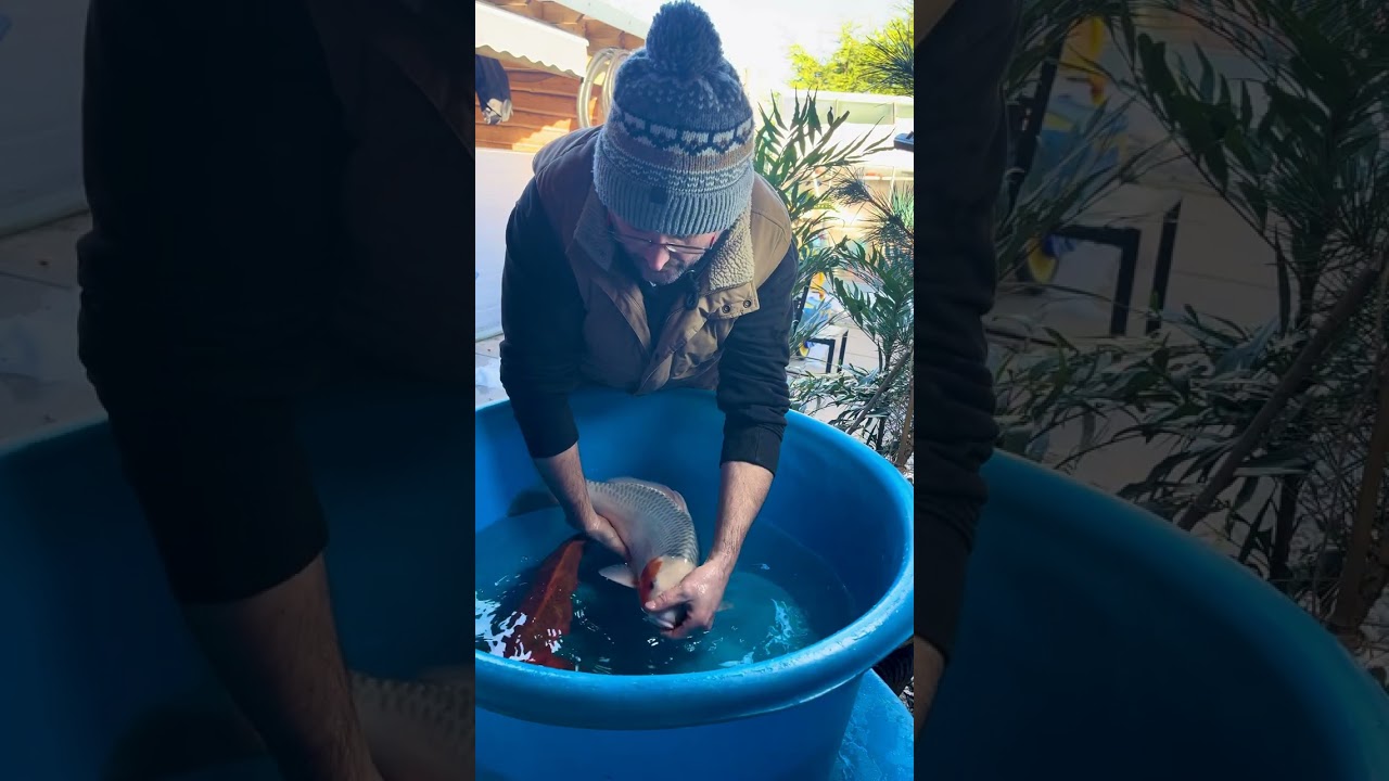 Otsuka Koi Farm Sansai