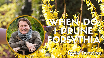 When do I prune Forsythia to have lots of flowers