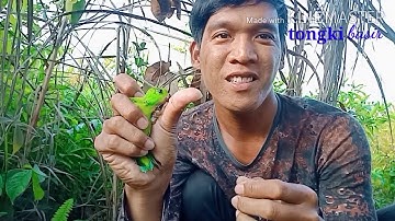 memikat serindit vlog_19