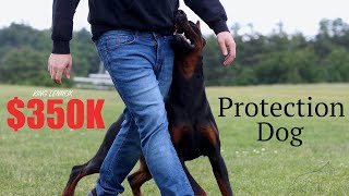 $350,000 Doberman Elite Protection Dog  Deterrent Dogs LLc