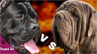 Neapolitan Mastiff vs Cane Corso Italian Monster Dogs?