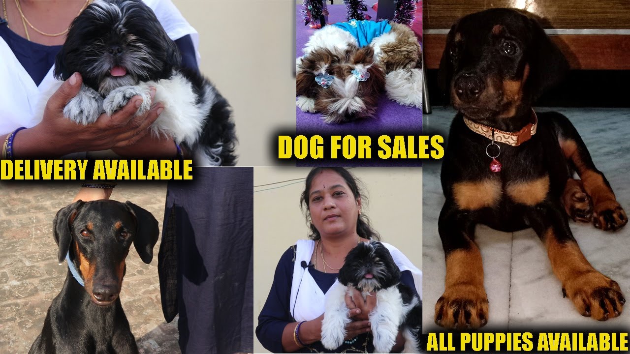 DOG FOR SALES IN CHENNAI /SS PETS/Shih Tzu/Dobermann/ Beagle/ lab