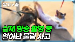 긴급 촬영 중단! 세나개 촬영 중 심한 상처를 입은 문제견에 황급히 모든 촬영 중단한 세나개 제작진│세상에 나쁜 개는 없다│알고e즘