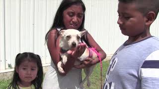 AHS Community Solutions Program Overview by AshevilleHumane 54 views 4 years ago 3 minutes, 49 seconds