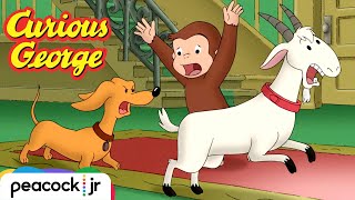 Catch That Goat! | CURIOUS GEORGE by Peacock jr 89,620 views 2 months ago 5 minutes, 4 seconds