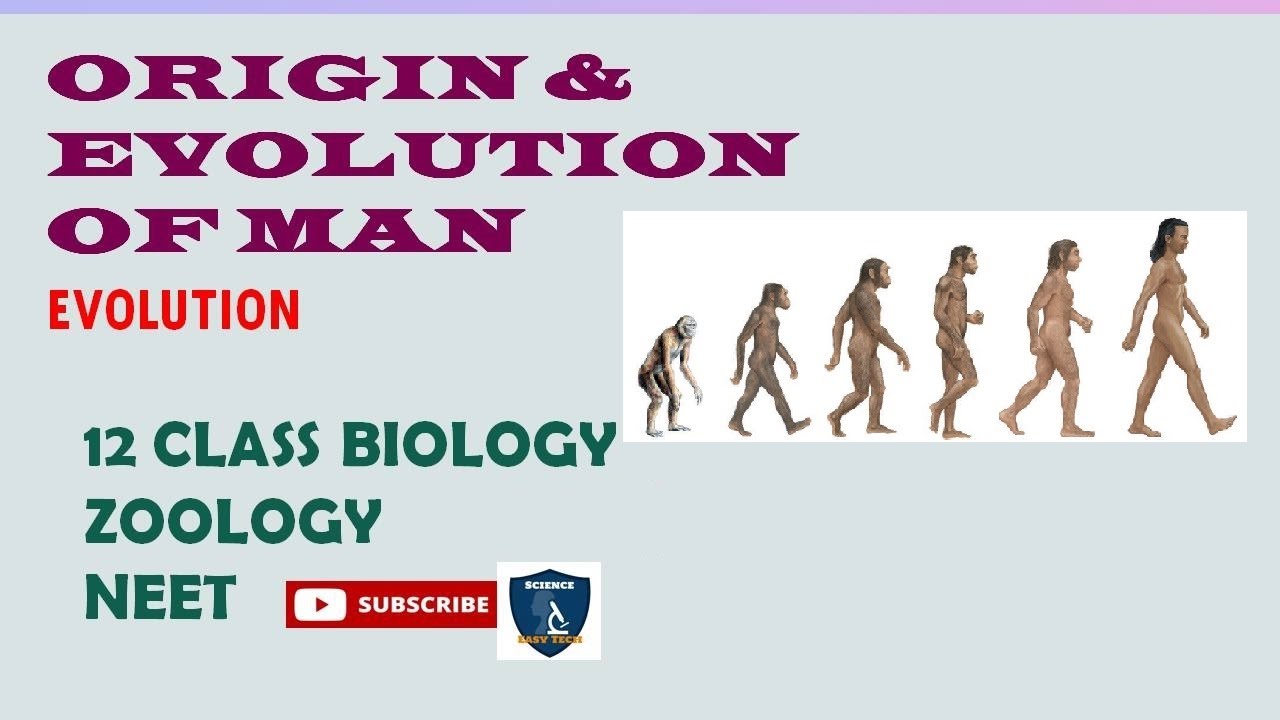 Origin and Evolution of Man I Evolution I Zoology | Class 12 | TNSCERT ...