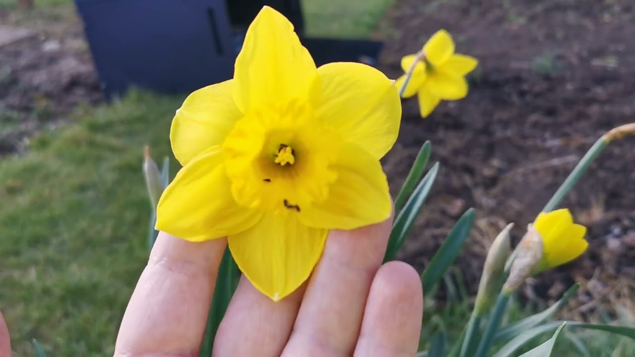 Narcissus Carlton, a historical daffodil grown in UK and still very popular after about 100 years!!!
