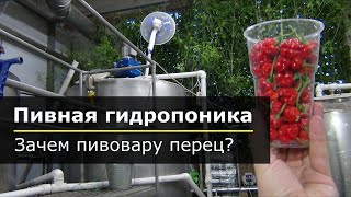 Пивная гидропоника. Зачем пивовару перец?