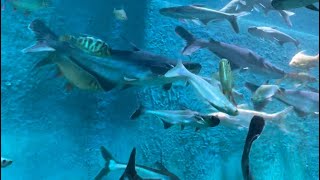 Under Water Fish Tunnel Aquarium in Vizag👀🐟🐟😍||