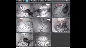 Gierzwaluwen in nestkast met camera 2021