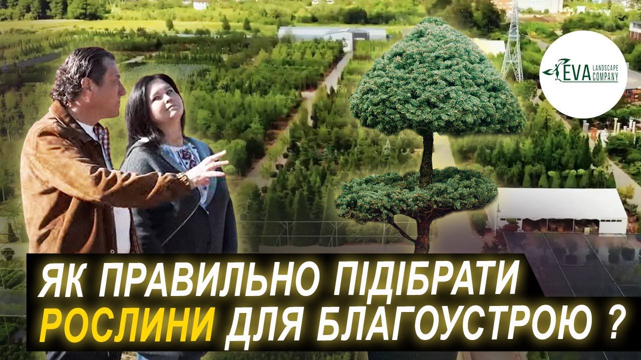 Ева лансер питомник