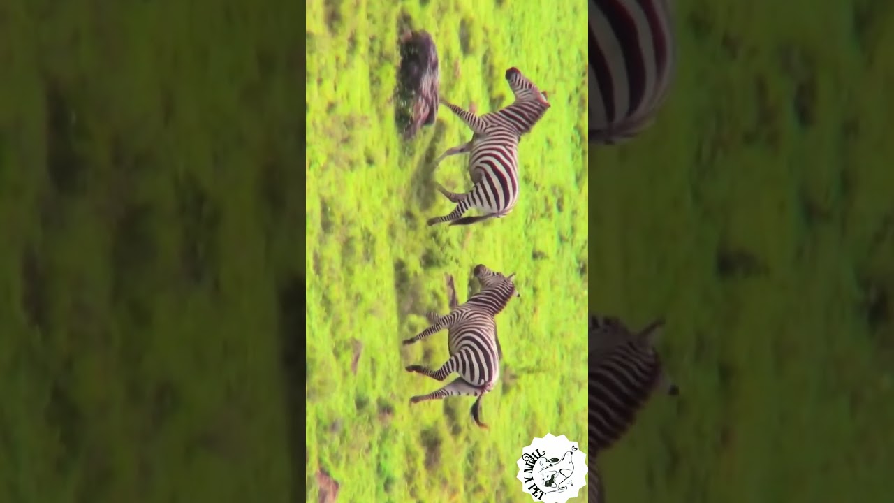 "Zebra Stripes: A Glimpse into the Captivating World of Zebras in Short Form"