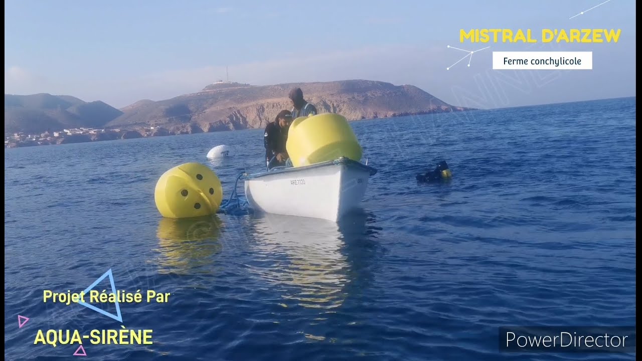 Revealing the Secrets Behind Shellfish Farming - Catch the Exclusive Footage!