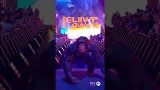 🐵 Chimpanzee Makes Epic WWE Entrance 💪 | The King of the Jungle in the Ring! 🏆 #wwe #animals #entry