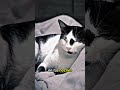la verdad de tu mascota... ❤️❤️❤️ #cat #cutecat #gatos #mascotas