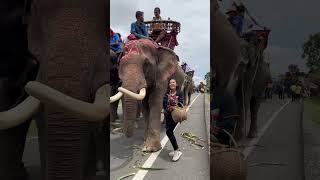 แม่หญิงป้อนแตงกวาให้วงดนตรีไทยในงานแห่นาคช้าง ที่ใหญ่ที่สุด The Largest Elephant Parade In The World