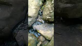 Natural sounds#nature#beauty #shortvideo