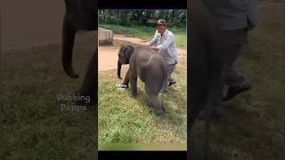 Koluku Moluku 🤣 #funny #cat #shorts #elephant #shortsfeed #animals #dubbingdappa #pets #comedy