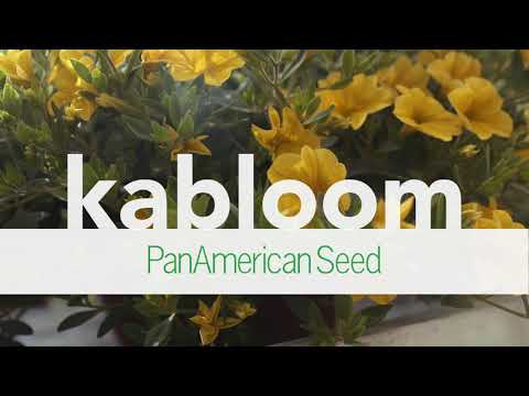 Video: Calibrachoa „Kablum“: Opis Odrôd „biela“a „sýto Ružová“, Modrá, Biela A žltá