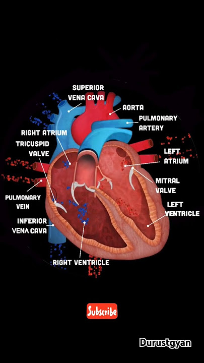 Heart valves function  #heartbeat# anatomy and physiology#