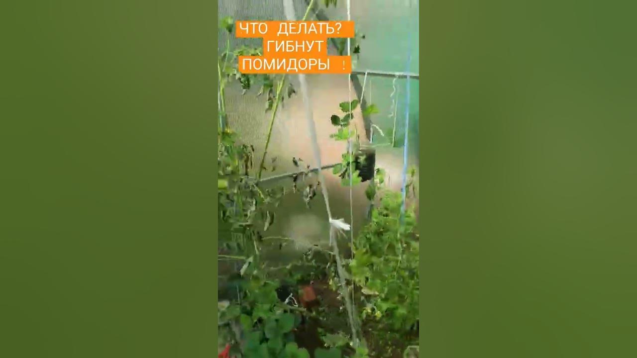 Гибнут помидоры