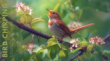 Birds Singing - Relaxing Bird Sounds Heal Stress, Anxiety and Depression, Heal The Mind