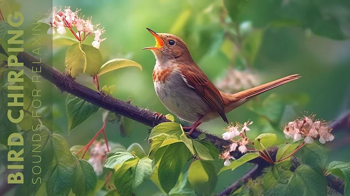 Birds Singing - Relaxing Bird Sounds Heal Stress, Anxiety and Depression, Heal The Mind - DayDayNews