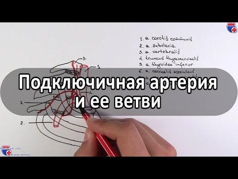 Подключичная артерия и ее ветви - meduniver.com