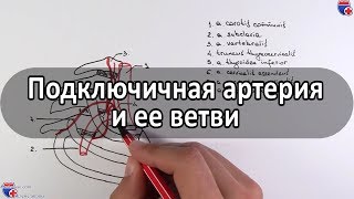 Подключичная артерия и ее ветви - meduniver.com