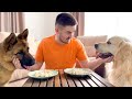 Chicken Eating Competition: Golden Retriever vs German Shepherd!