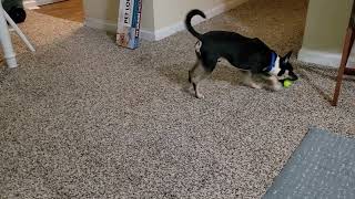 Video of adoptable pet named Lexington