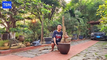 Kỹ thuật giâm cành và trồng cây Thiết Mộc Lan sống 100% #tamdaonui