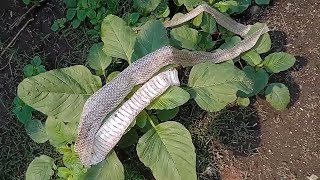 Kulit Ular Cobra Baru Saja Selesai Moulting, Waspada Ular Dimusim Penghujan.