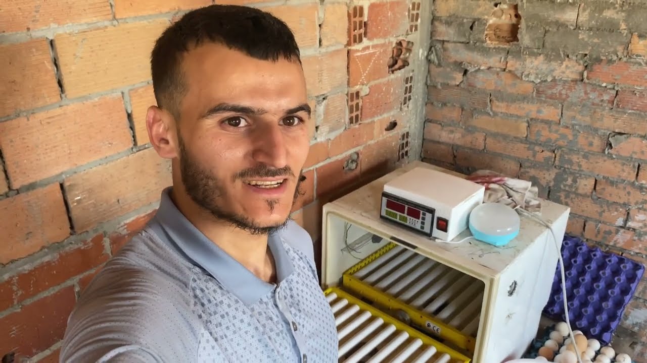 عمارت البيض #دجاج🥚في #الفقصة عمالت البيض ديال #السطرالوب 🐓