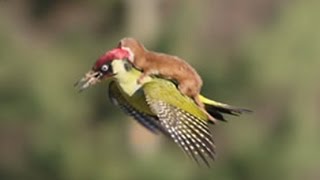 WEASEL RIDES WOODPECKER by Animal Wire 6,648,449 views 9 years ago 2 minutes, 2 seconds
