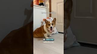 Corgi ready to unbox trash bag
Welcome to my channel and today Iβm going to unbox β¦ π
.
Hit Subscribe for my future releases.
.
My Instagram: https://www.instagram.com/pino.the.corgi
My TikTok: https://www.tiktok.com/@pino.the.corgi
My Facebook: https://www.facebook.com/corgipino/
Shop my merch: https://www.PinoTheCorgi.com
#funnypetvideso #animals #funnydogs #corgi #dog #corgibutt #Shorts #cutedog #duo #meme #thatface Corgi ready to unbox trash bag